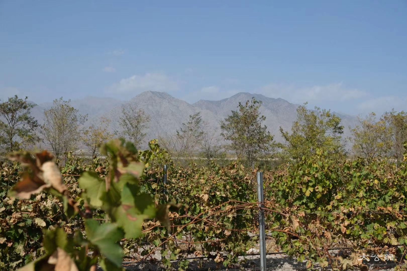 酒杯輕碰傾聽「世界語」——解碼寧夏賀蘭山東麓葡萄酒緣何香飄世界