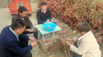 豫驻村第一书记张恒：实干赢人心 真心换成果