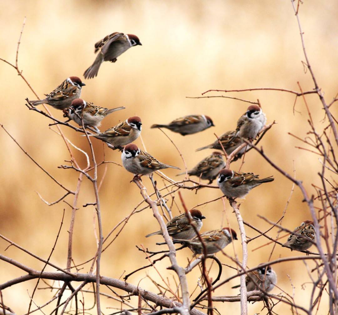 放「野味」歸/袁星