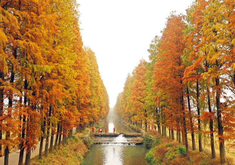 水杉染金冬色美