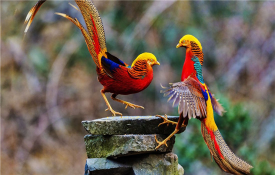 红腹锦鸡翩跹，白天鹅展翅 大美三门峡冬游正当时