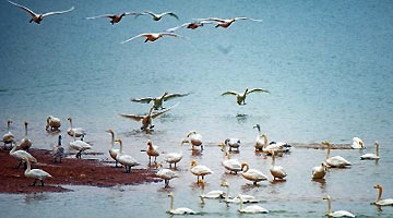 万只天鹅舞翩跹