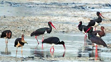 54只“国宝”黑鹳齐聚孟津