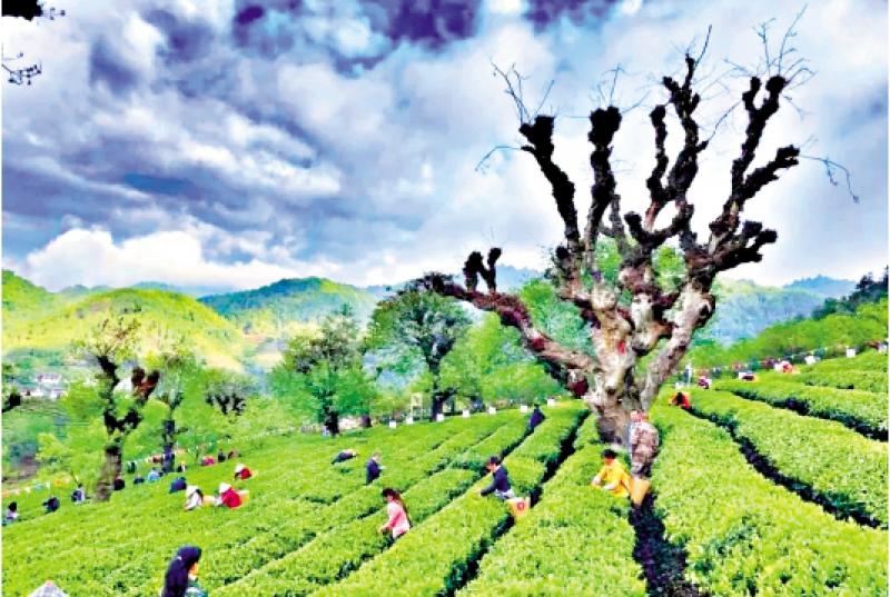 「高空茶園」紅翻天 周末遊客愛打卡