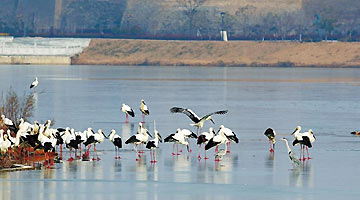 古城墙旁，鸟界“国宝”蹁跹起舞
