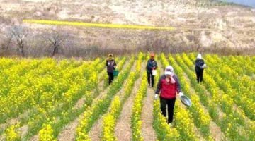 从育种优势到产业优势 花生“生花”待何时