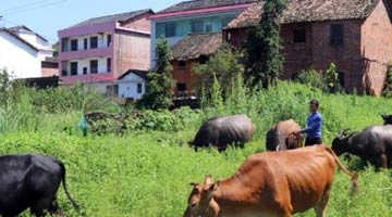“牛倌”带富记