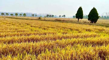 人才是乡村振兴的关键