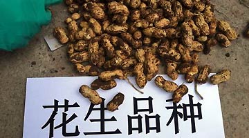 花生期货获批郑商所上市