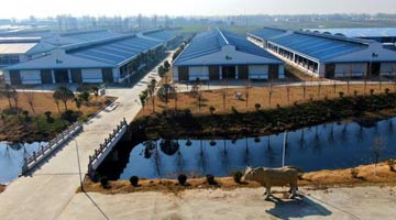 河南泌阳：夏南牛拉动百亿产业