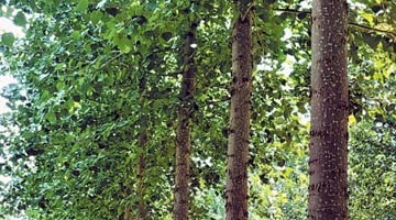 河南培育出无絮杨树新品种