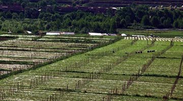 提高耕地质量 筑牢粮食生产根基