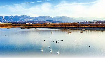 湿地“秀”出美丽生态