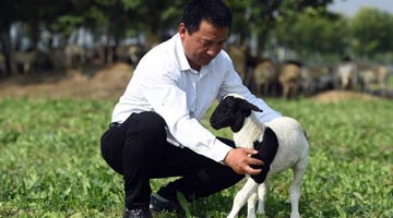 豫首个肉羊新品种“黄淮肉羊”诞生