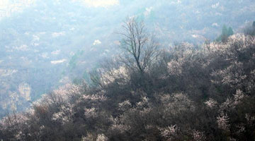 渑池：数十里黄河丹峡  山桃花竞相绽放