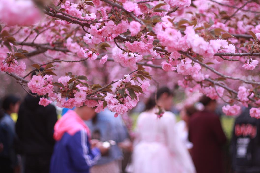 赏樱地千千万 为何鹤壁樱花大道获评全国最美