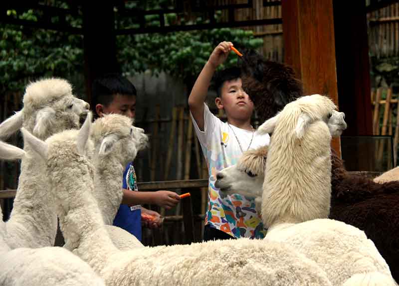 欒川竹海野生動物園：看国宝熊猫喂食東北虎与萌宠亲密互动