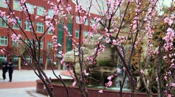 红枫吐蕊 桃李绽放