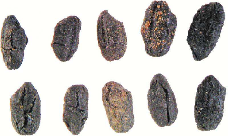 ﻿ 青铜文化/大嘴子遗址文物  证稻米远传日韩