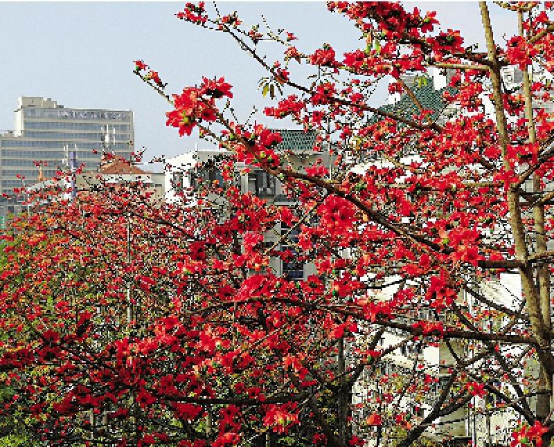 如是我見/高處觀紅棉/霍無非