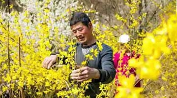 连翘花开遍地“金”