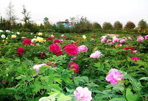 洛陽至西安「牡丹號」高鐵旅遊列車將於4月1日開行 