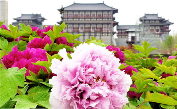 第39屆洛陽牡丹文化節4月1日至5月10日舉行
