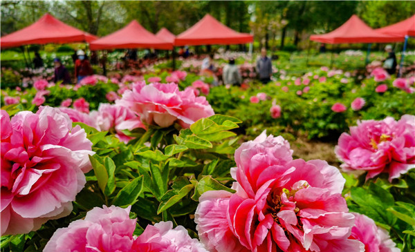  第39屆中國洛陽牡丹文化節將在日本法國設分會場