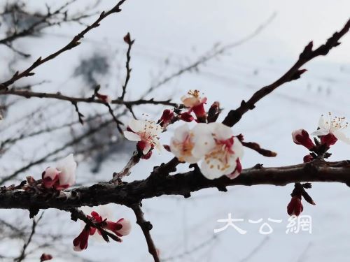 伊犁兩處最美杏花觀賞地節慶活動先後開啟 拉開伊犁賞花之旅序幕