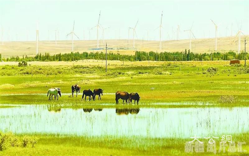 新疆5地上榜！快來為家鄉打CALL