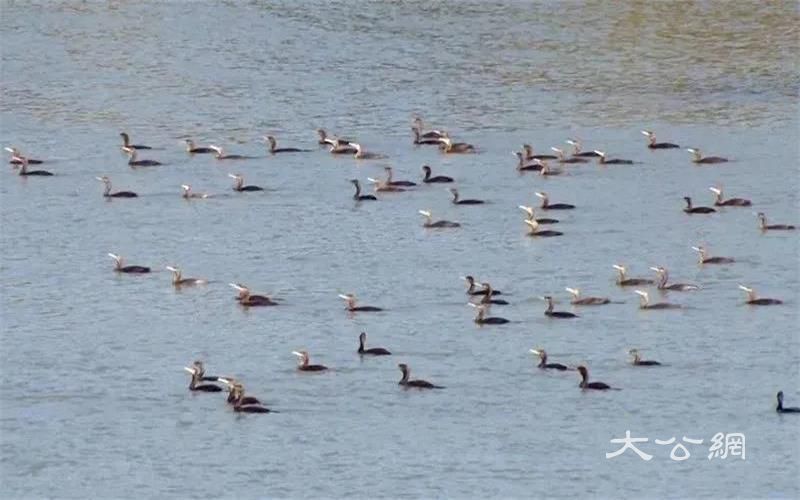 新疆5地上榜！快來為家鄉打CALL