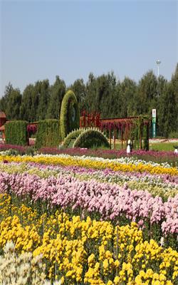 不待重阳日，便来就菊花