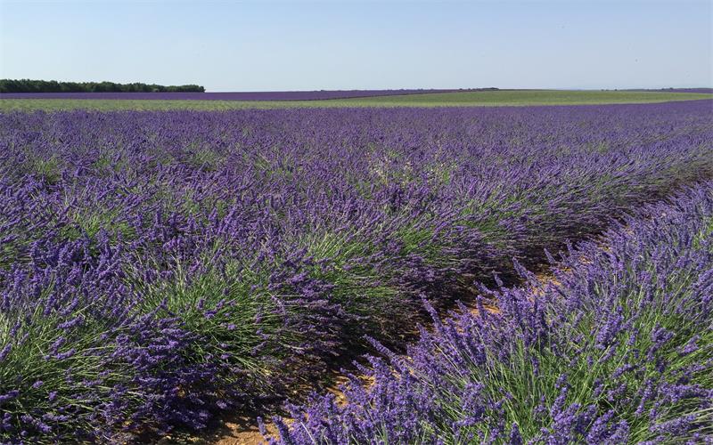 伊犁河谷宣传片