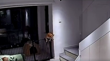 美驻华使馆发微博将留学生比喻成狗 被批种族歧视