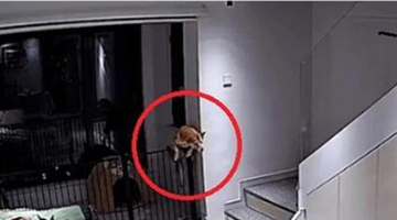 今天不是百年前！美驻华使馆为微博发“狗”论道歉