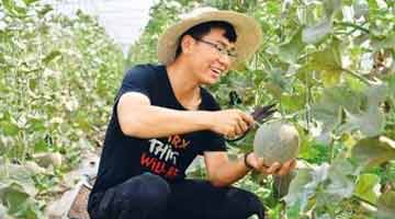 兰考蜜瓜凭啥贵了两倍多