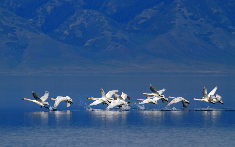 新疆赛里木湖景区