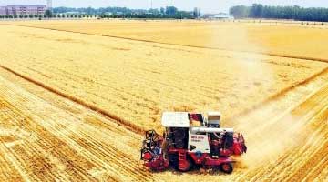 麦田“芯”贡献 “矮抗58”后继“有种”