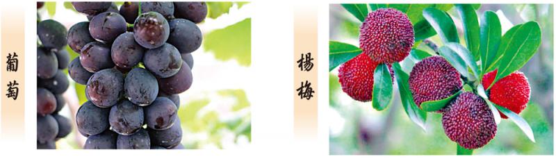 ﻿话你知/清洗杨梅葡萄窍门