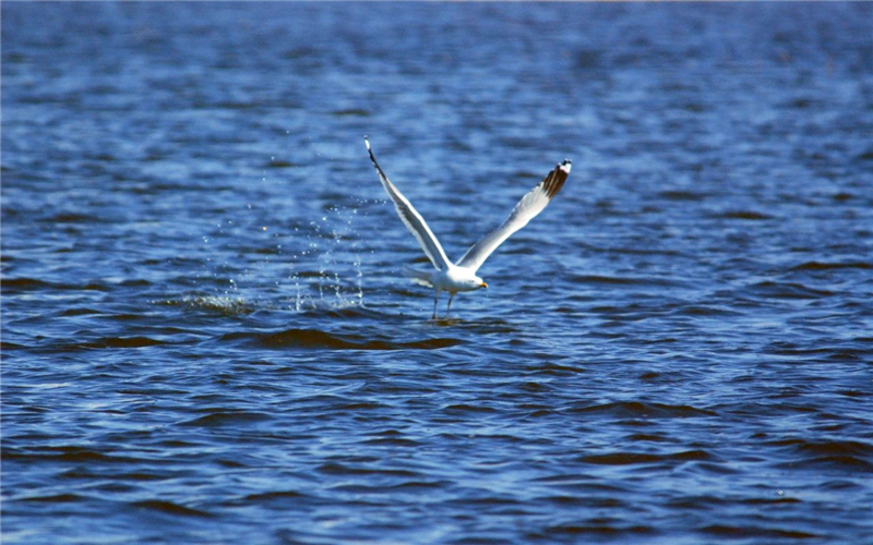 玩转可可托海|静谧的北疆：可可苏里
