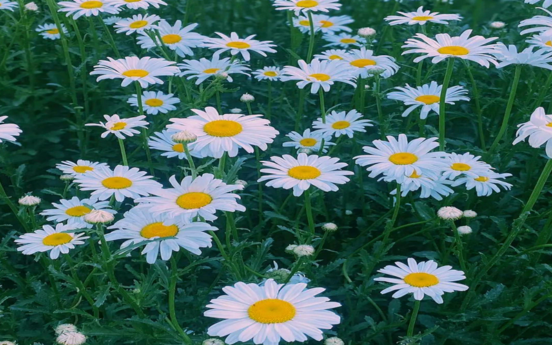 快来！天山天池的夏天就是花花世界