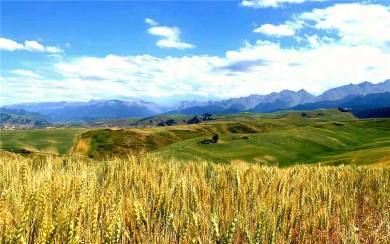 八月江布拉克：风吹麦浪，凉爽宜人！