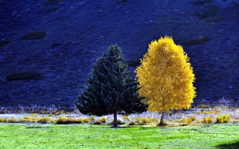世界的可可托海 || 秋色待启，邂逅“可可托海金”