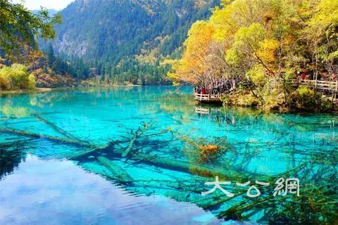 四川旅遊市場明顯回暖 熊貓基地、九寨溝最熱門