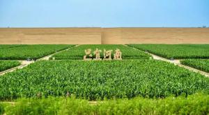 文旅重启，“老家河南”等你来