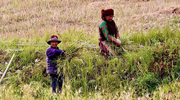 进入秋季，青藏高原上的青稞迎来丰收