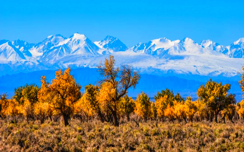 倒计时3天！第13届伊吾胡杨文化旅游节邀您来狂欢