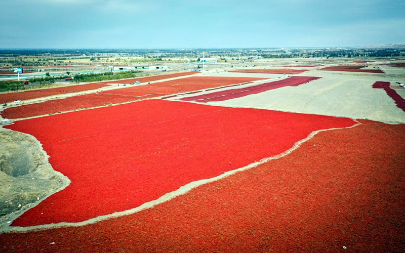 达人西游  一面是丰收的画卷，一面是屏保里的画面