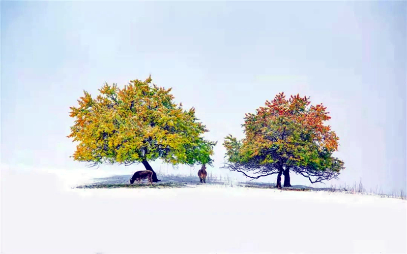 绿水青山丨新疆新源：秋雪杏花谷 半山绚丽半山白