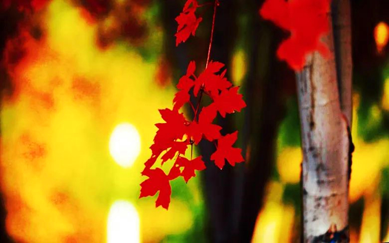 可克达拉进入高颜值模式，秋日自带美颜滤镜！